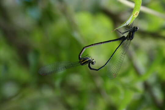 Image of Onychargia Selys 1865