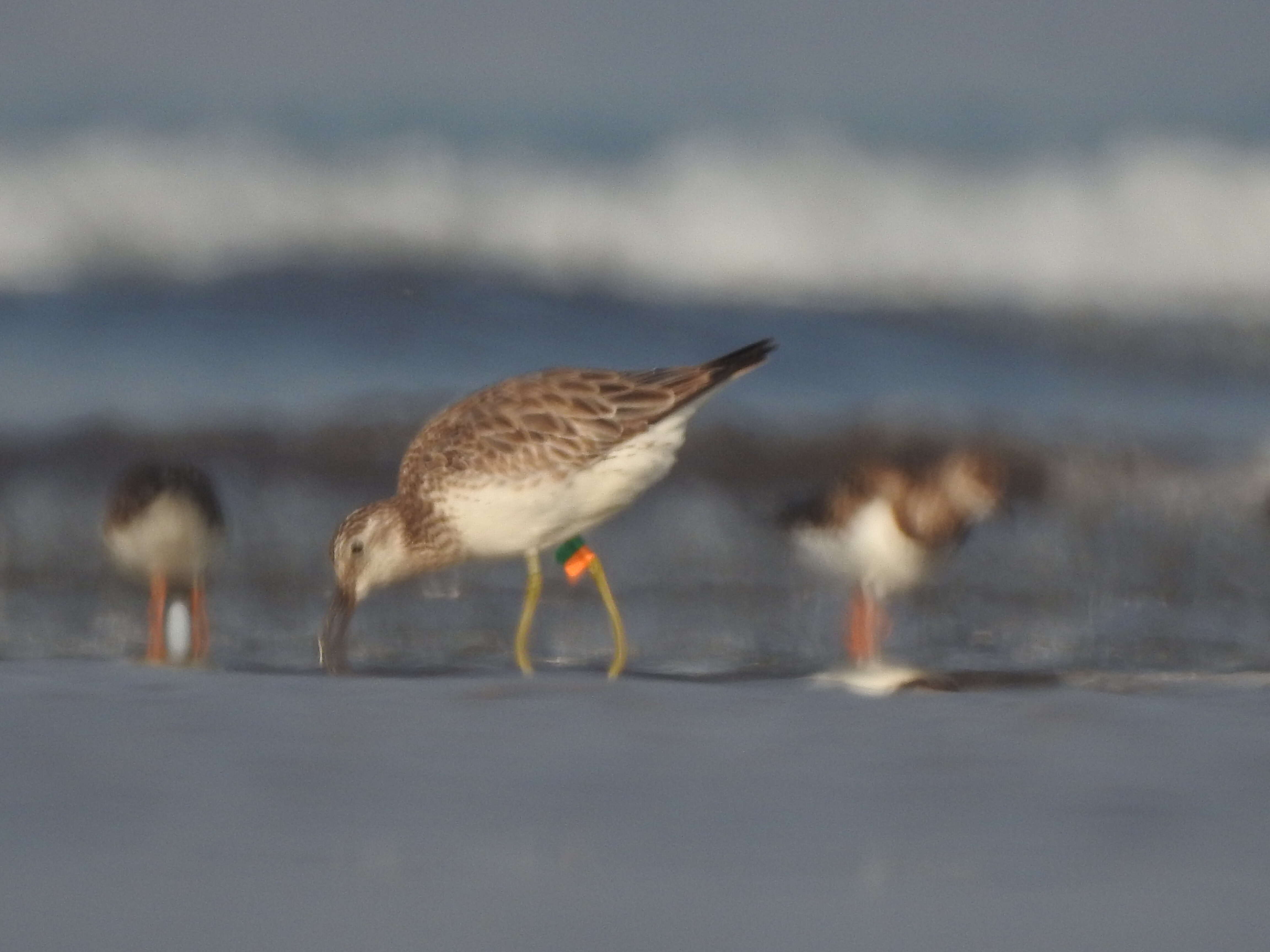 Image of Great Knot