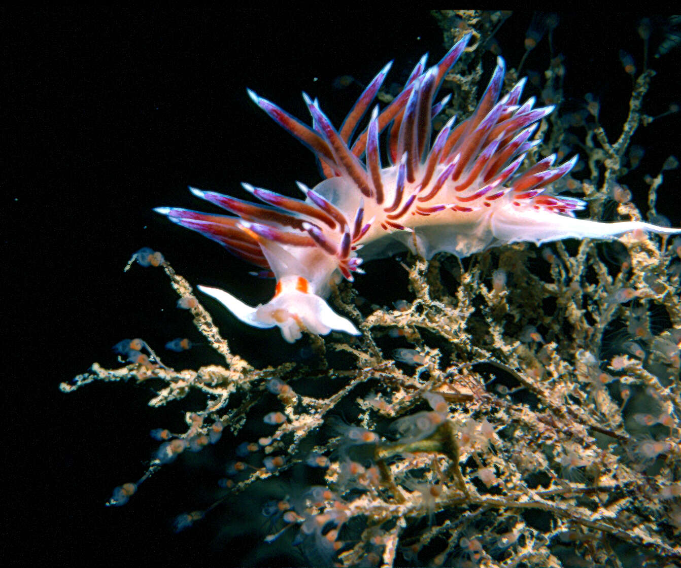 Image of Stick hydroid