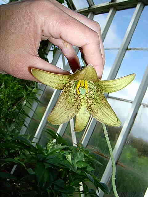 Image of Lilium bakerianum Collett & Hemsl.