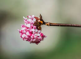 Sivun Viburnum × bodnantense kuva