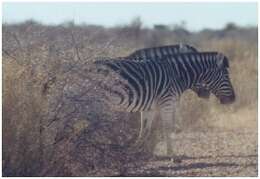 Image of zebra