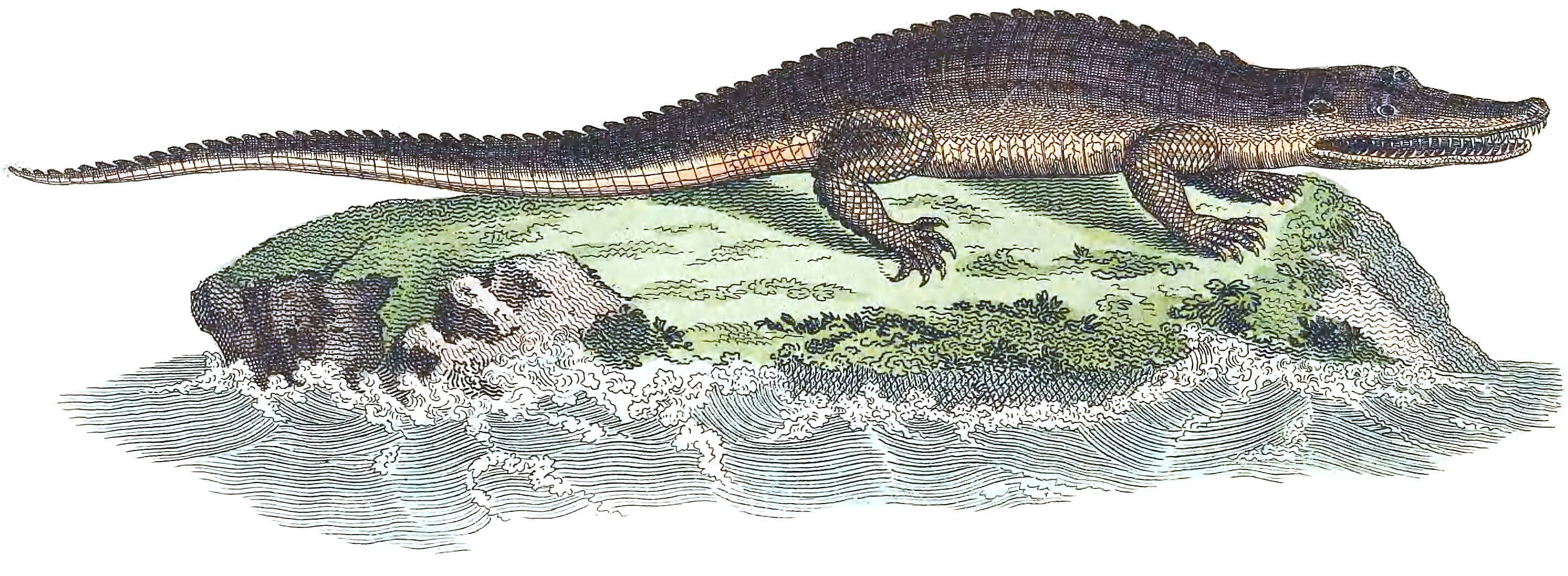 Imagem de Crocodylus acutus (Cuvier 1807)