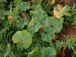 Image of common mallow