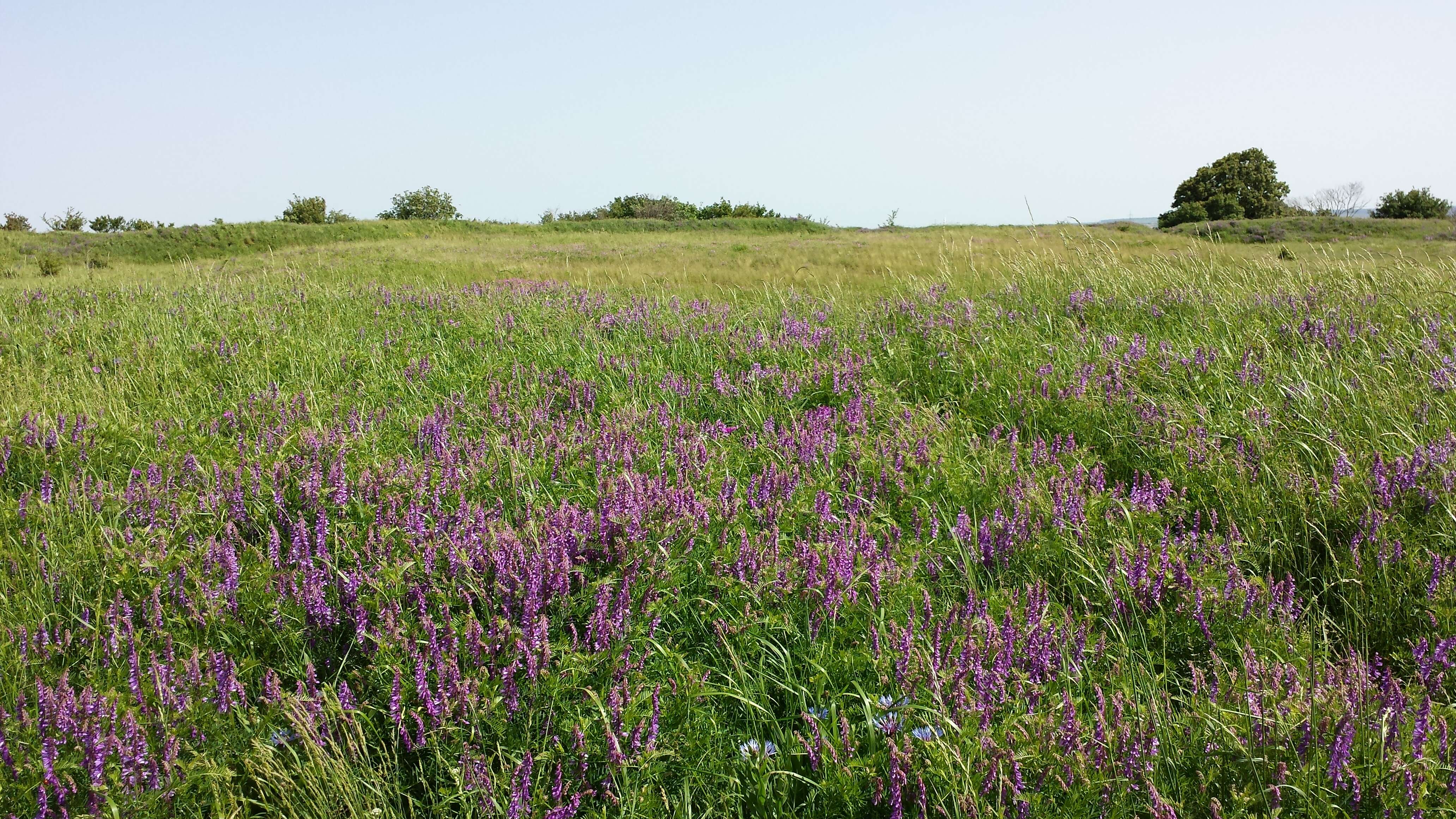 Imagem de Vicia tenuifolia Roth