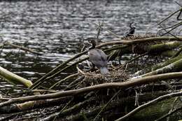 Image of Australian Pied Cormorant