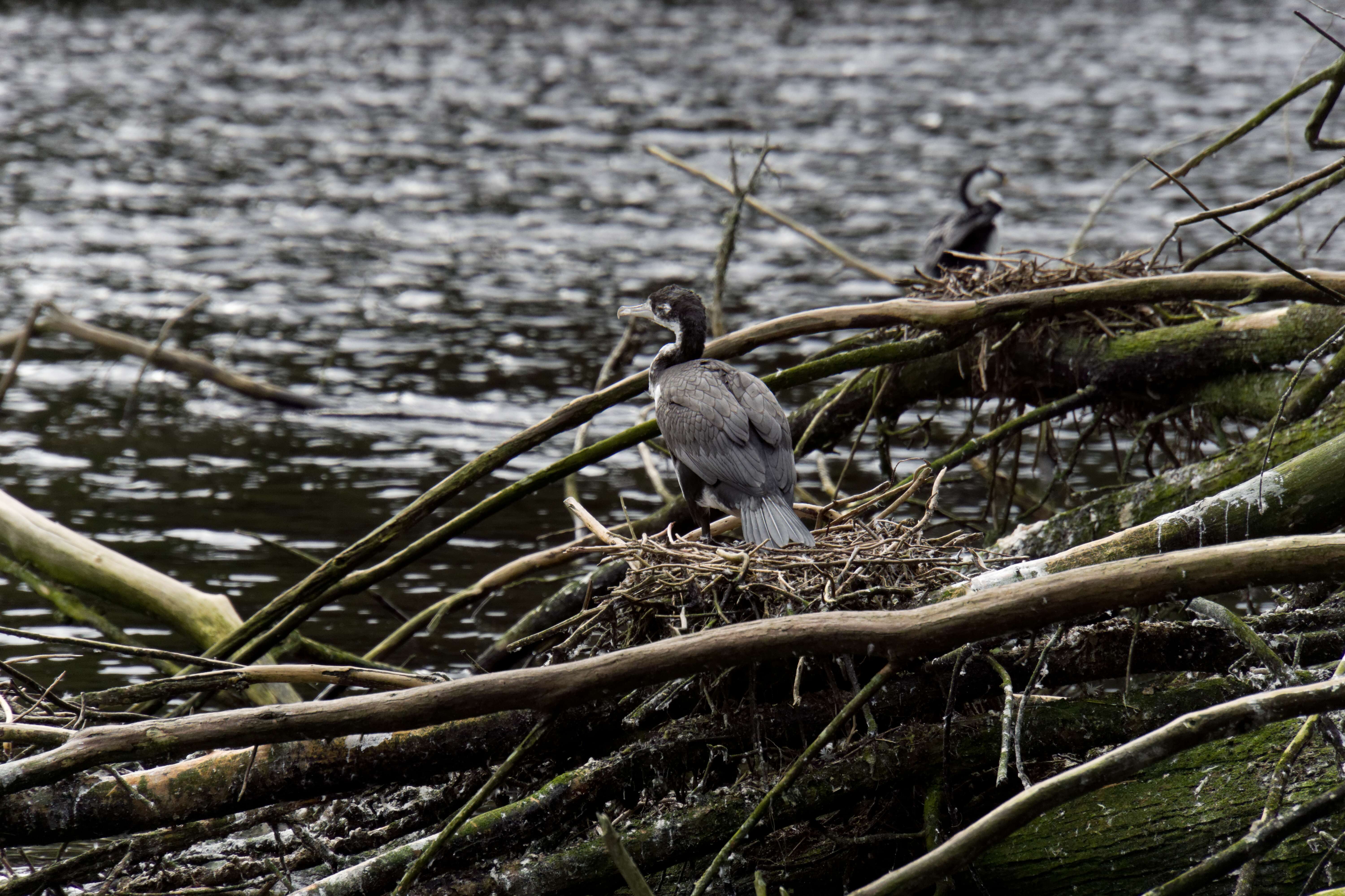 Image of Australian Pied Cormorant