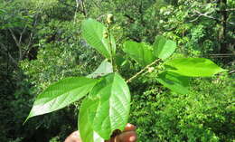 Image of Mallotus rhamnifolius (Willd.) Müll. Arg.