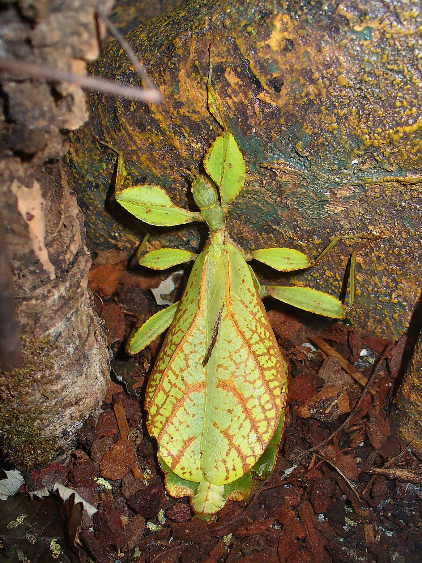 Image of Phyllium (Phyllium) philippinicum Hennemann, Conle, Gottardo & Bresseel 2009