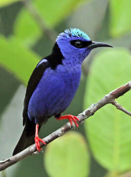 Image of Honeycreeper