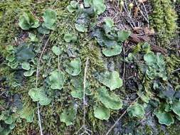 Image of British felt lichen