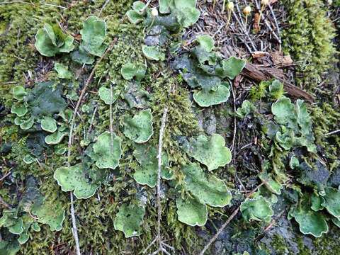 Image of British felt lichen