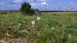 Imagem de Trifolium montanum L.