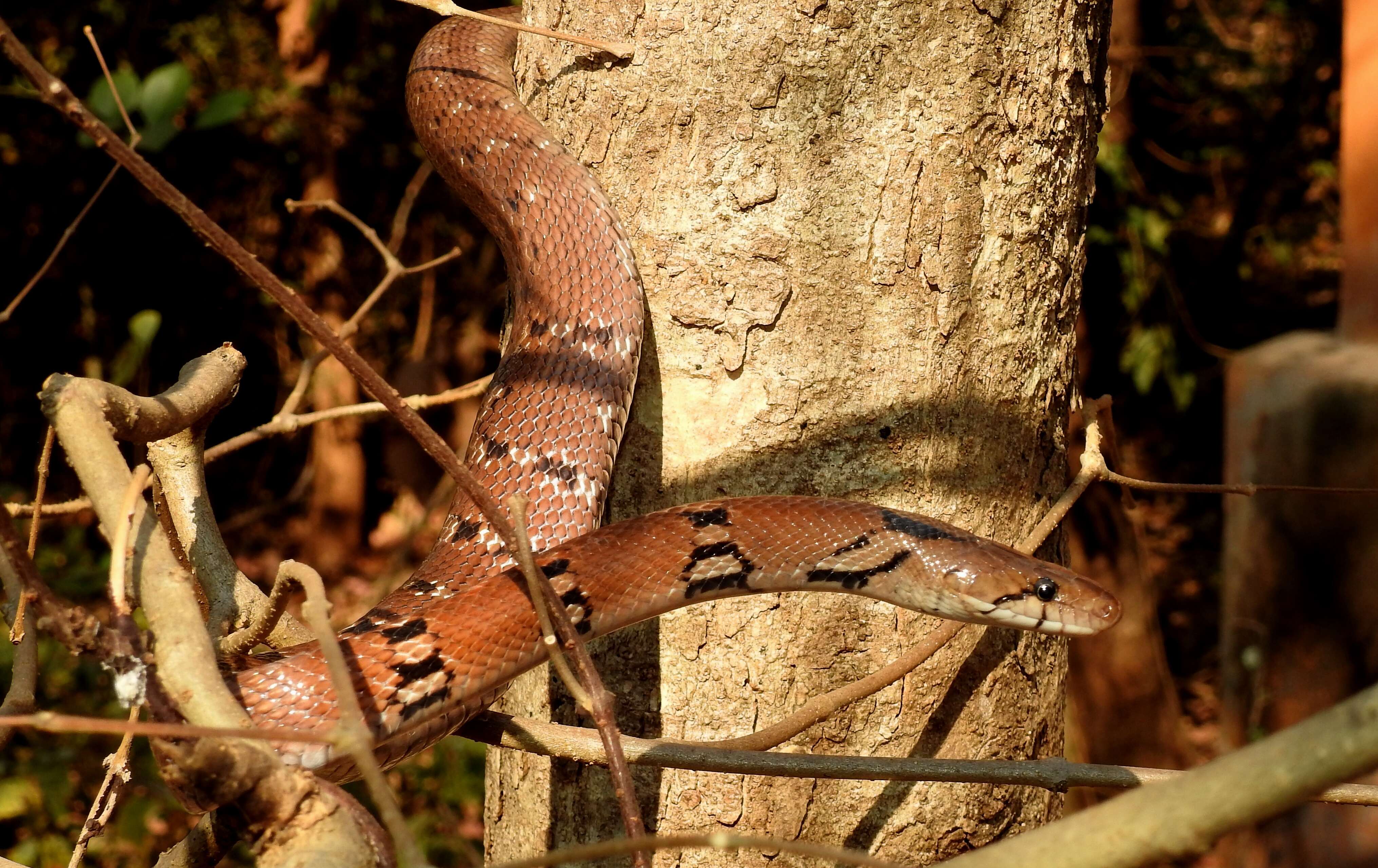 Imagem de Coelognathus helena (Daudin 1803)