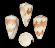 Image of Conus kirkandersi Petuch 1987