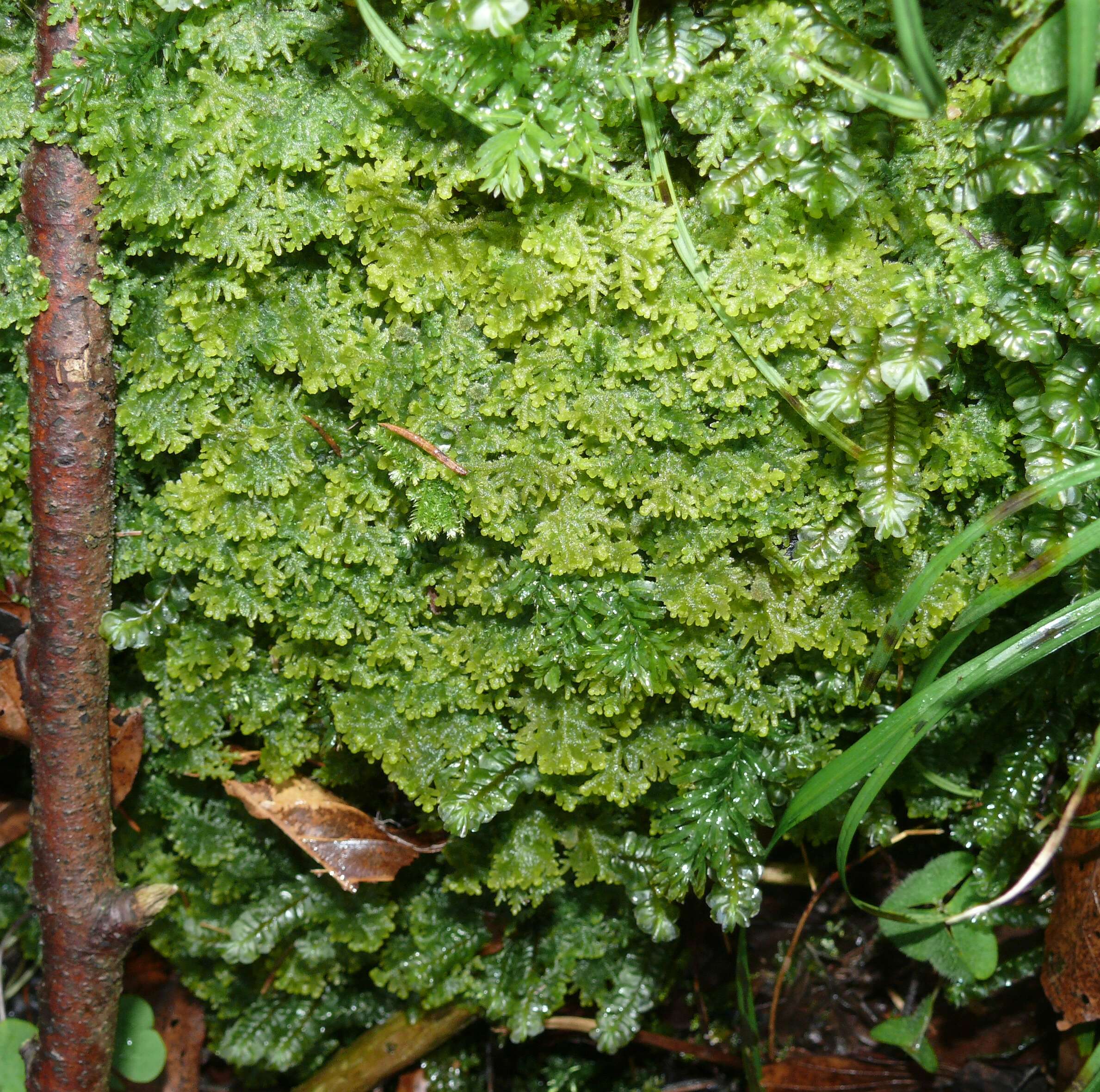 Image of Handsome Woollywort