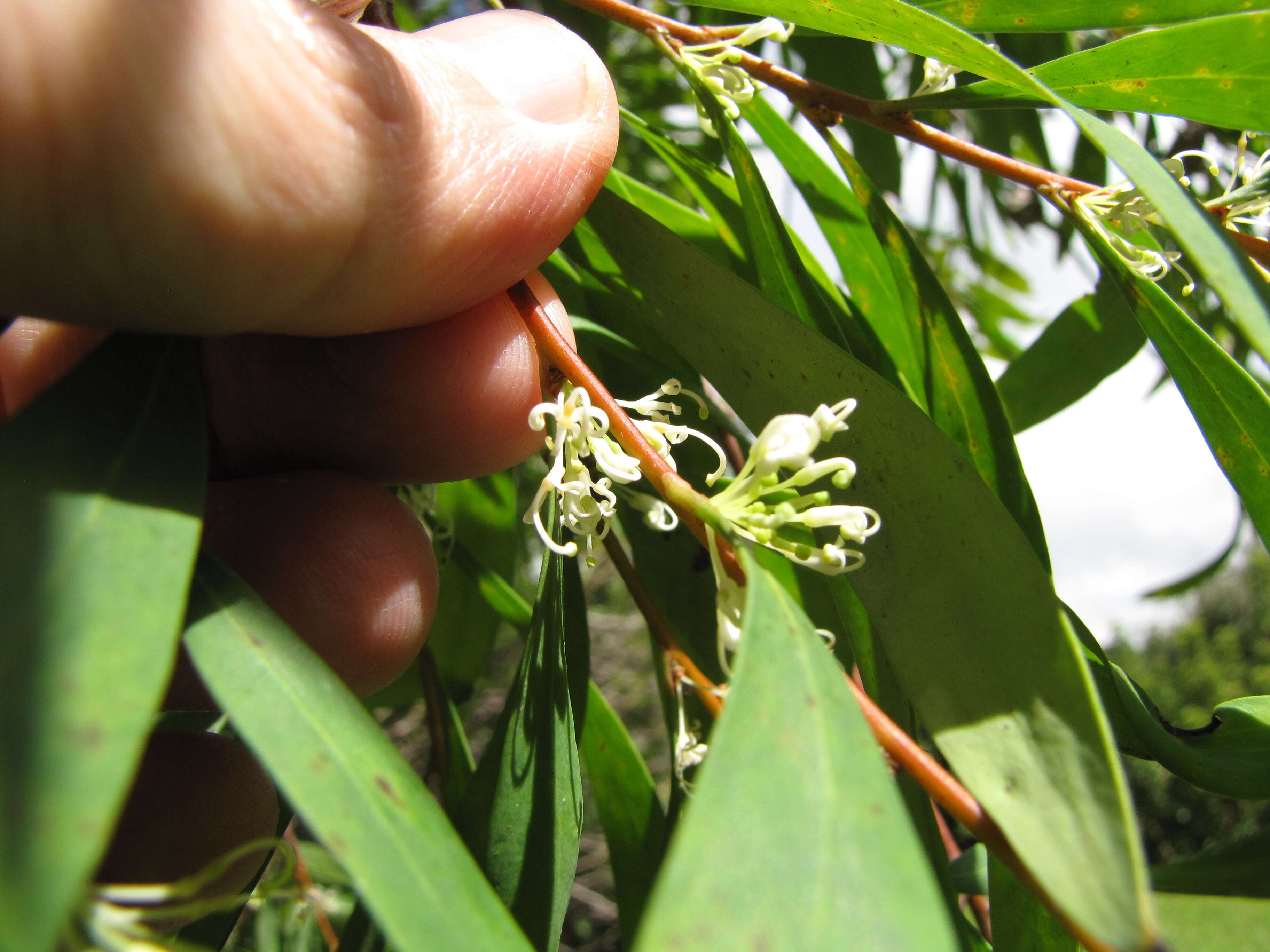 Image of Willow hakea