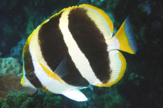 Image of Three-striped Butterflyfish