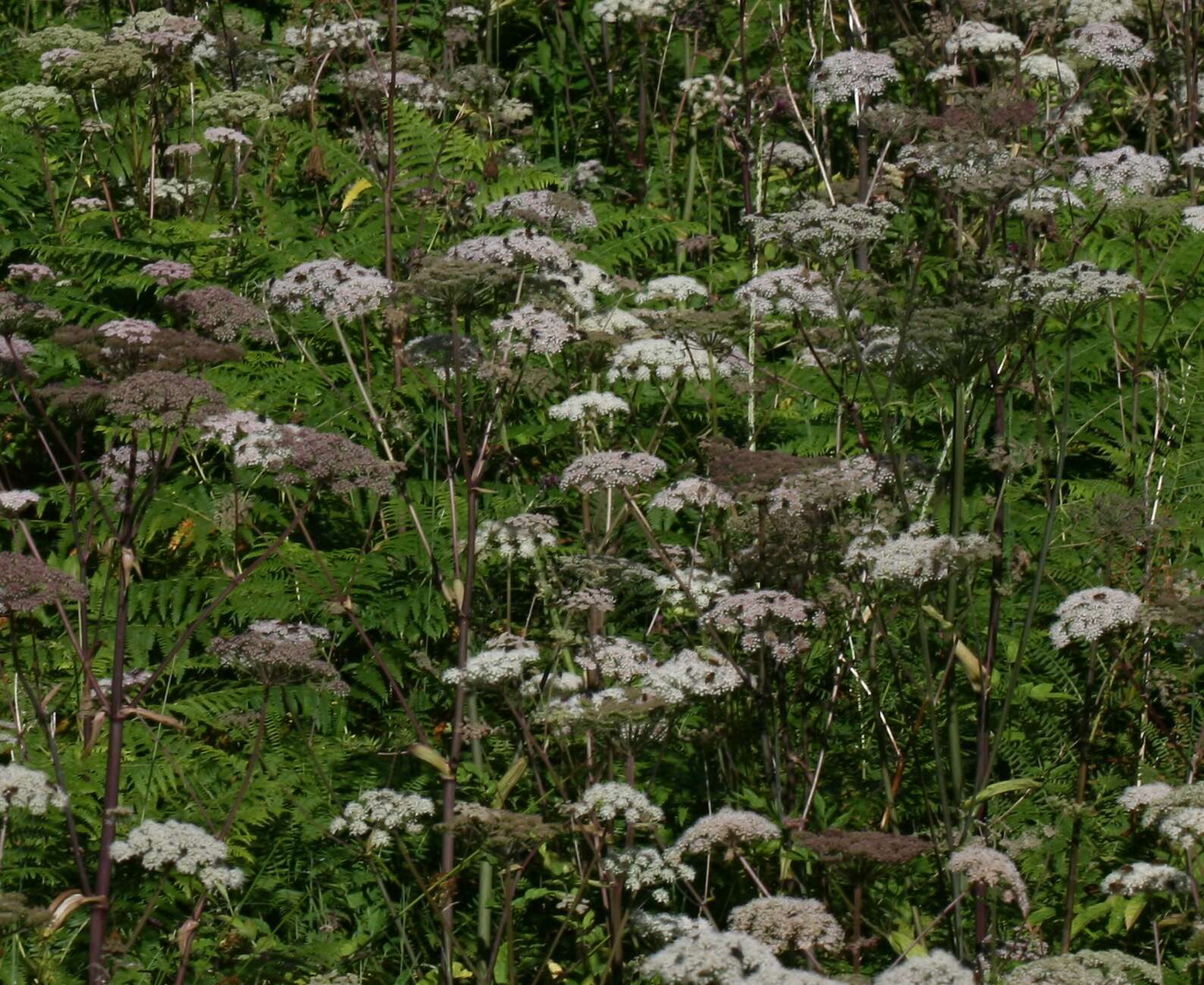 Image of wild angelica