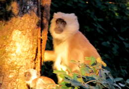 Image of Central Himalayan Langur