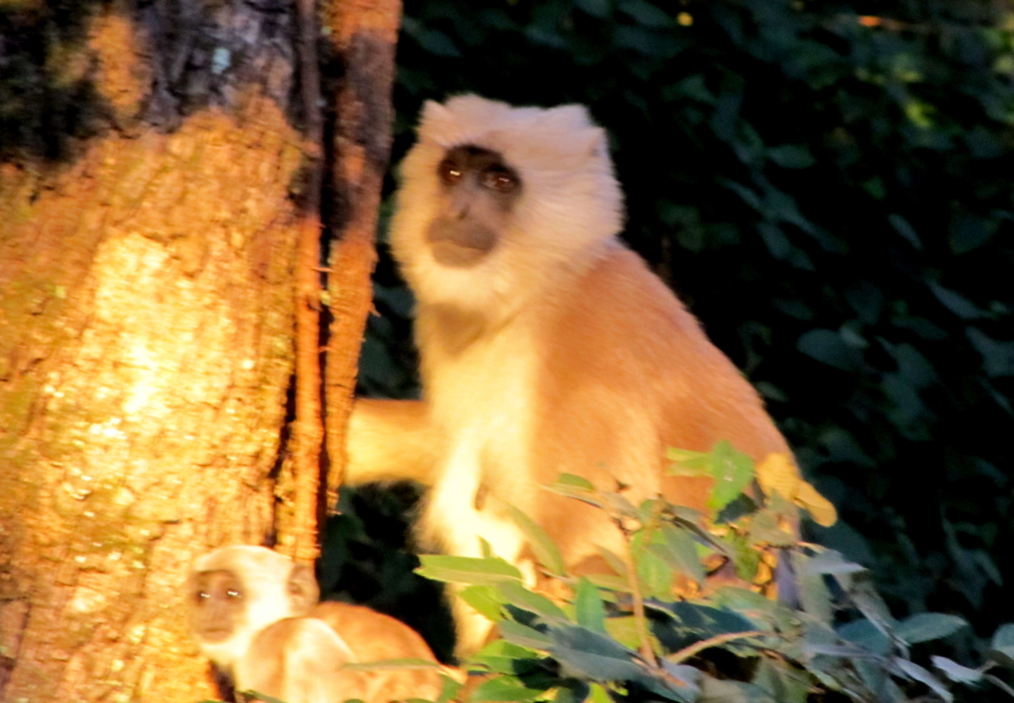 Image of Central Himalayan Langur