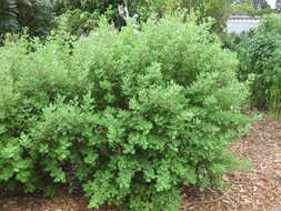 Image of Ginger Bush