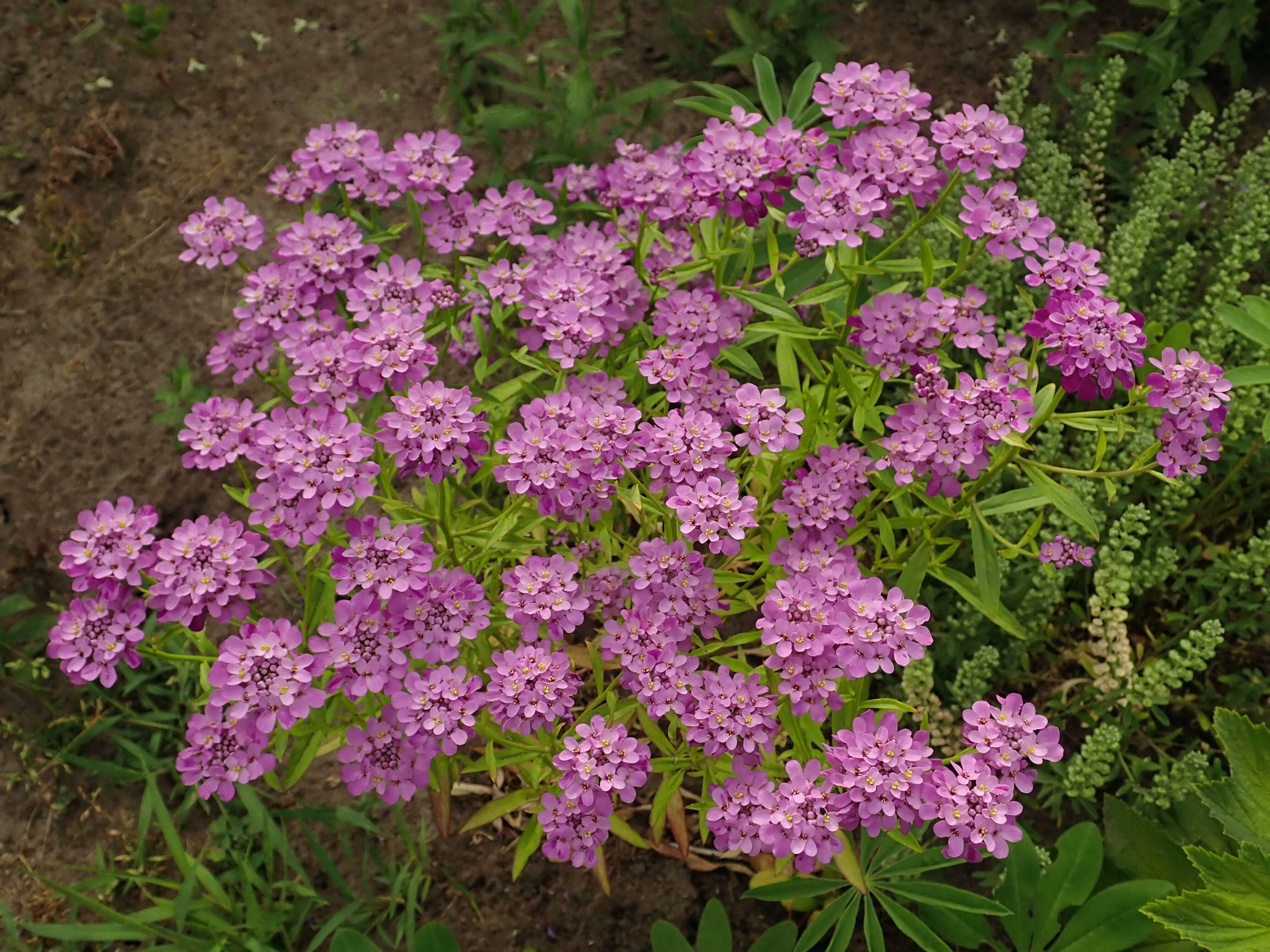 Plancia ëd Iberis umbellata L.