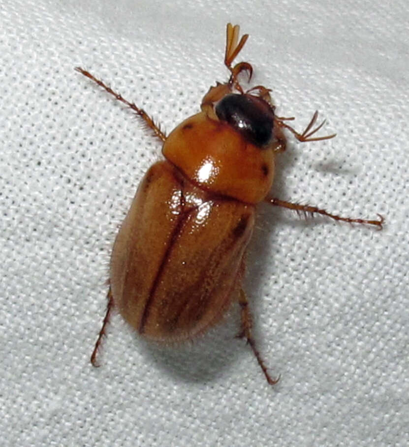 Image of Northern Masked Chafer