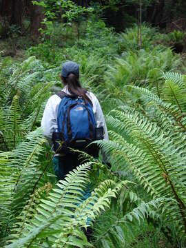 Image of alpine woodfern