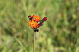 Imagem de Pilosella aurantiaca (L.) Sch. Bip., F. W. Schultz & Sch. Bip.