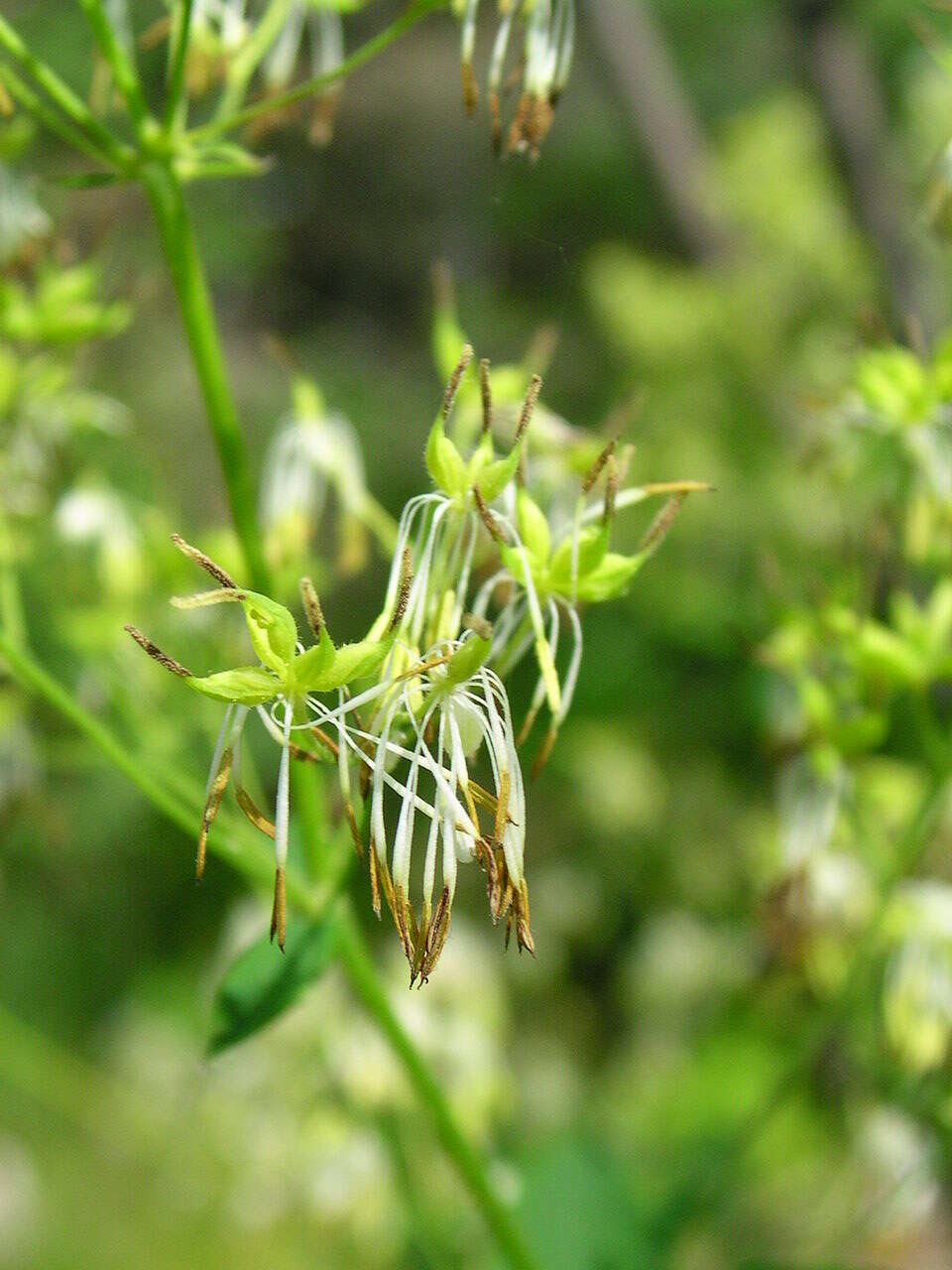 Image of purple meadow-rue