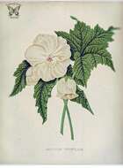 Image of Corynabutilon vitifolium (Cav.) Kearney