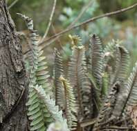 Image of scaly polypody