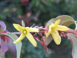 Image de Forsythia intermedia Zabel