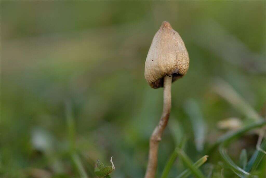 Plancia ëd Psilocybe semilanceata (Fr.) P. Kumm. 1871