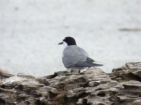 Image of Gray-backed Tern