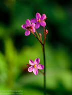 Image of Fame Flower