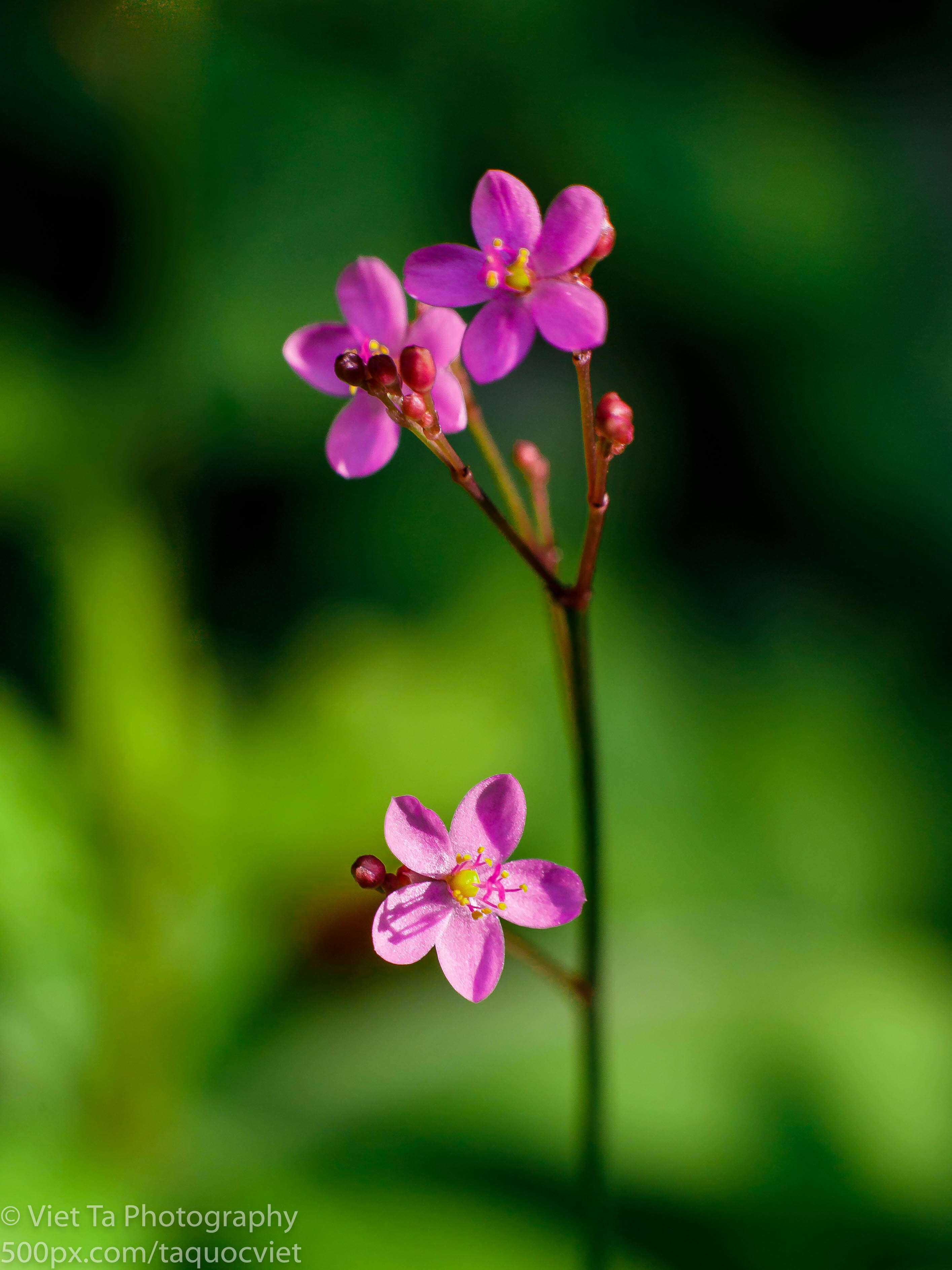 Image of Fame Flower