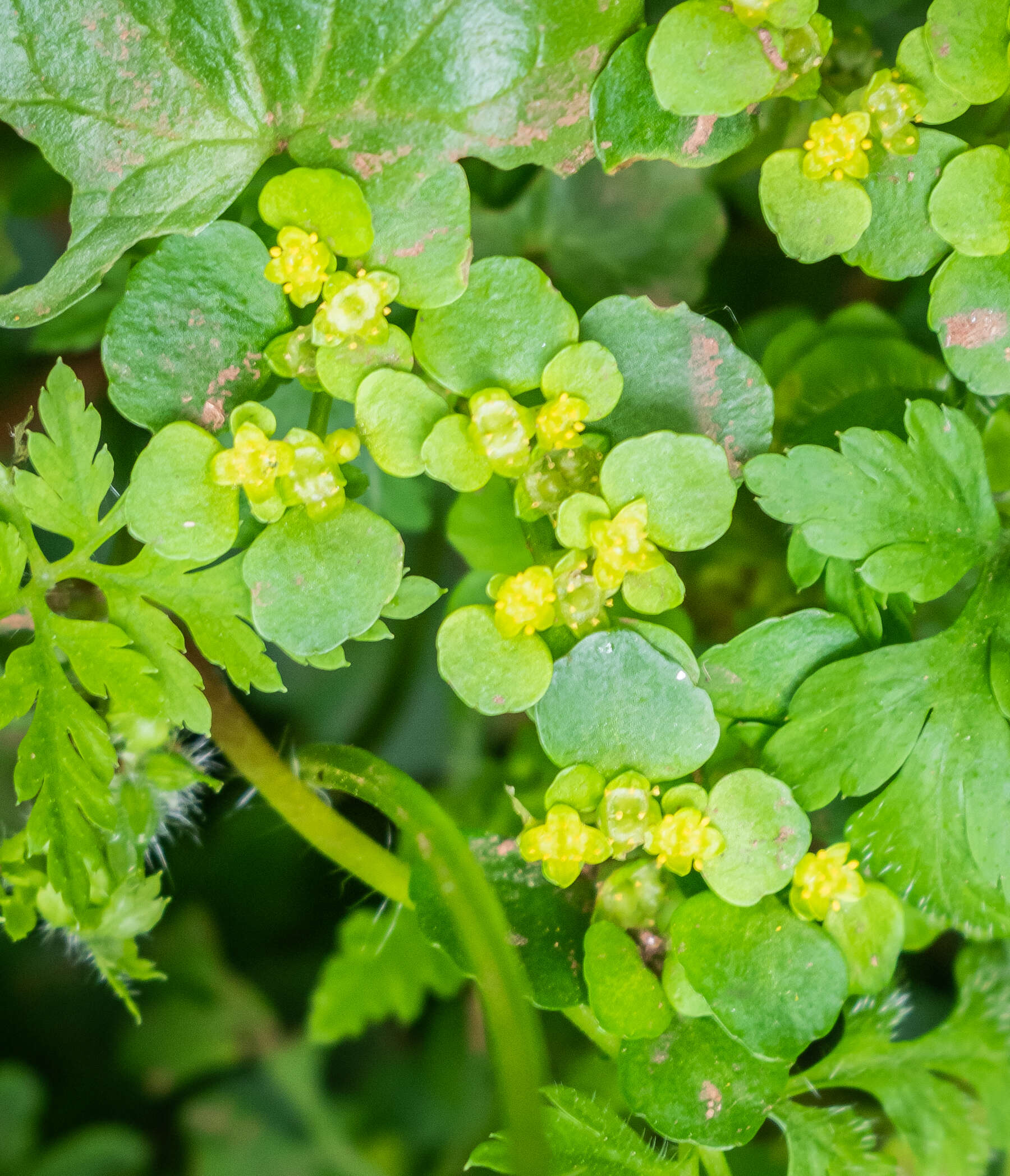 Image of Opposite-leaved Golden Saxifrage