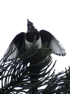 Image of Oriental Magpie