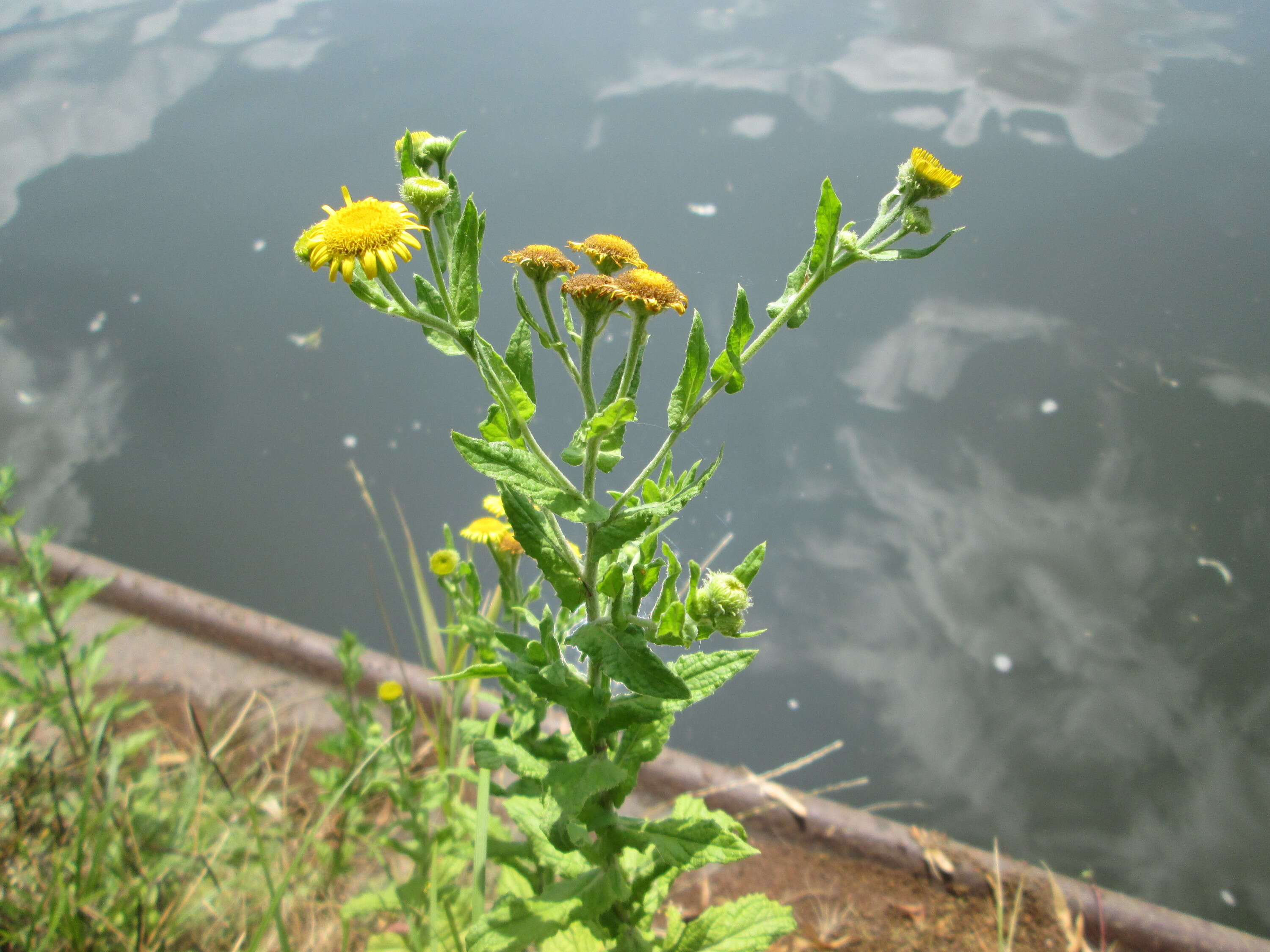 Image of common fleabane