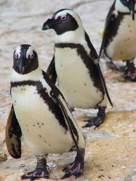 Image of African Penguin