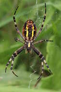 Image of Barbary Spider