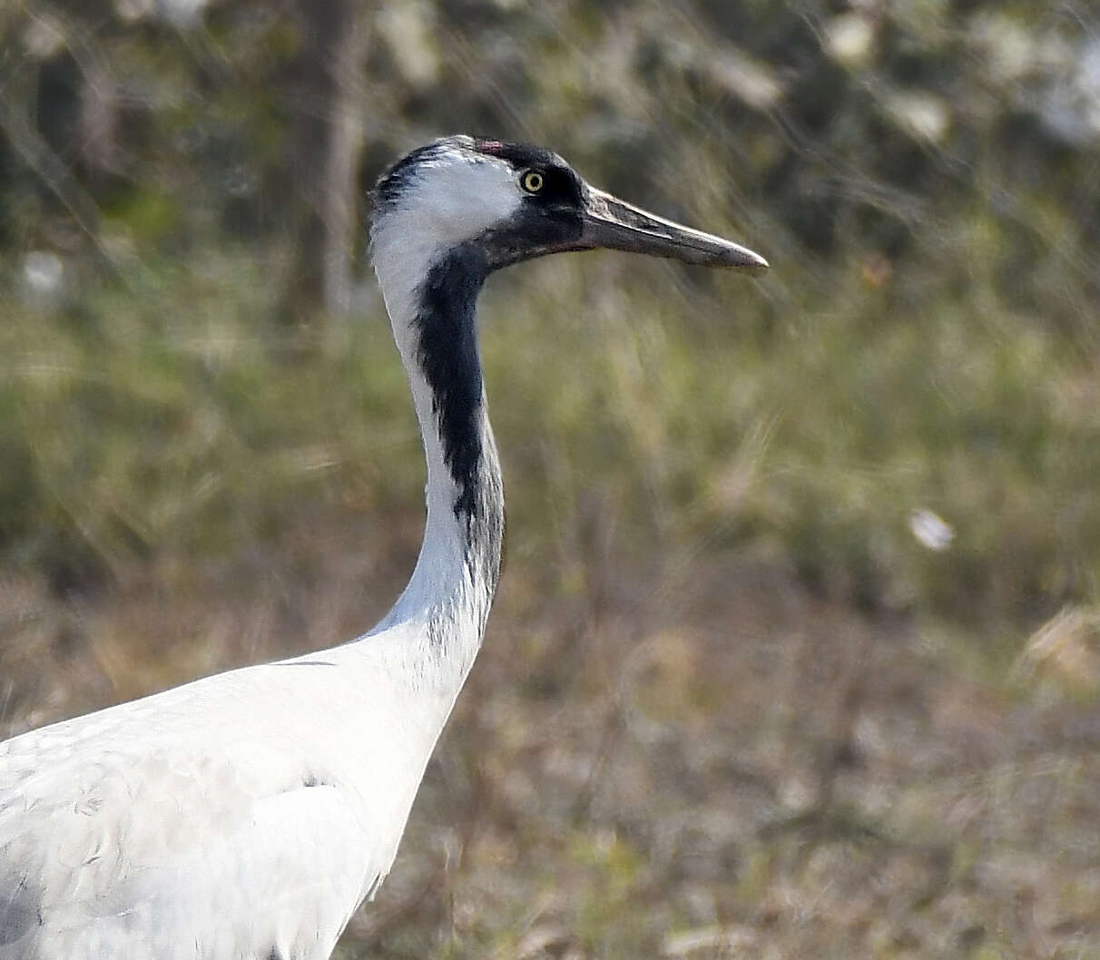 Image of Common Crane