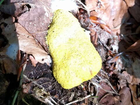 Image of Dog vomit slime mold