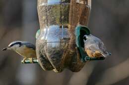 Image of Red-breasted Nuthatch