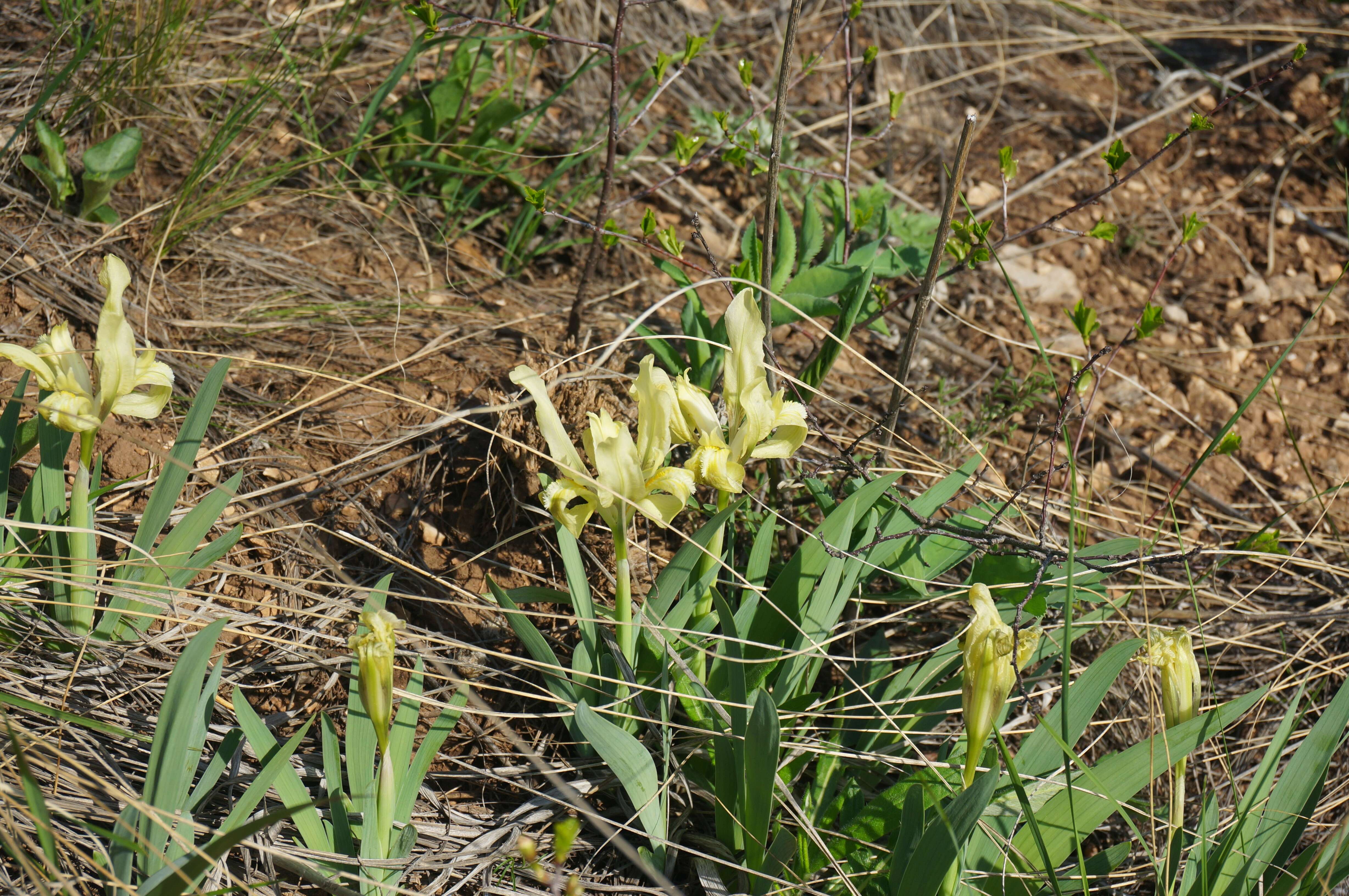 Plancia ëd Iris pumila L.