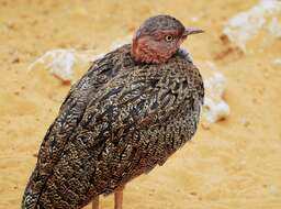 Image of Buff-crested Bustard