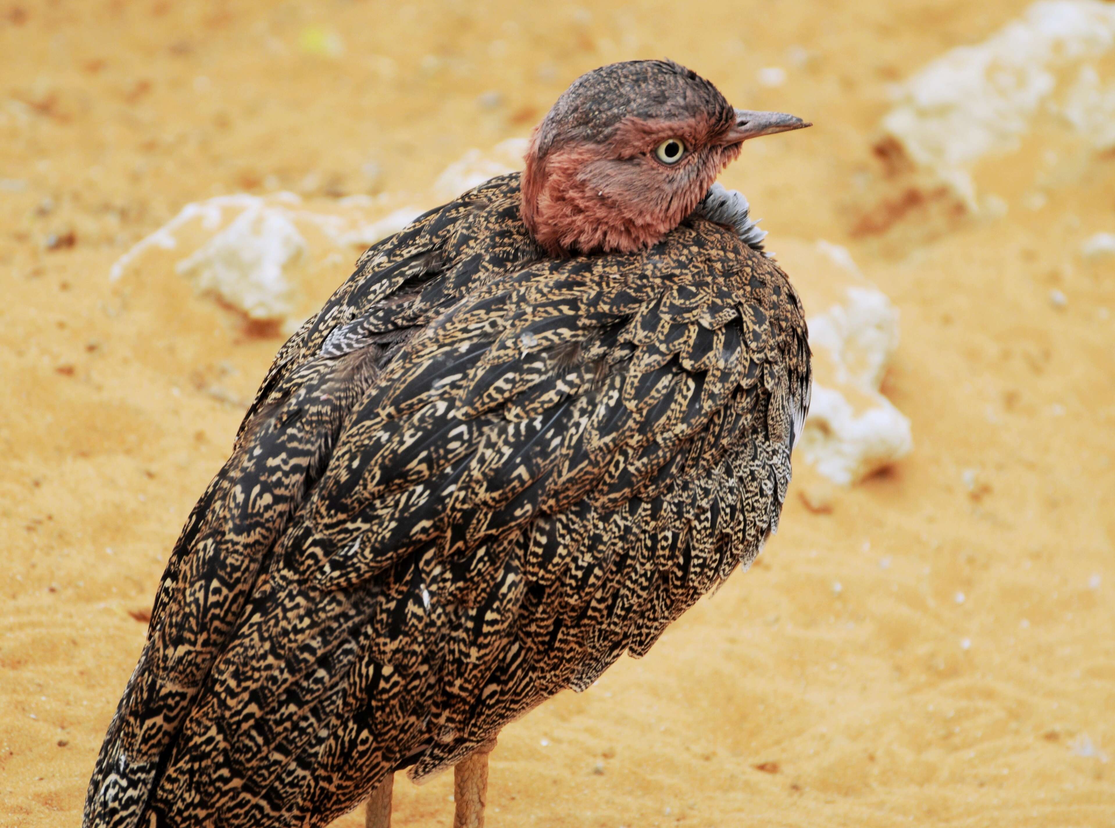 Image of Buff-crested Bustard