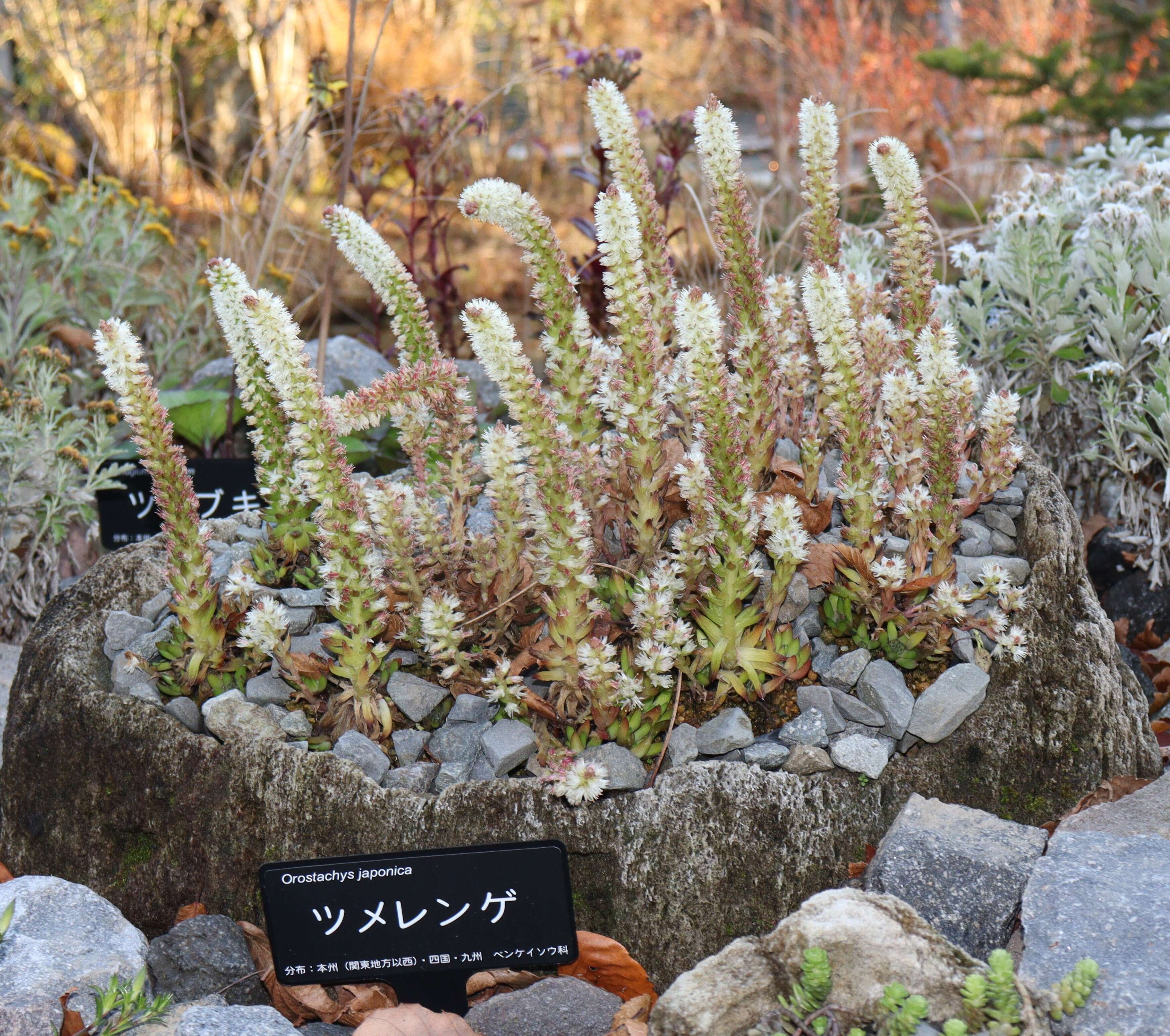 Image of Orostachys japonica A. Berger